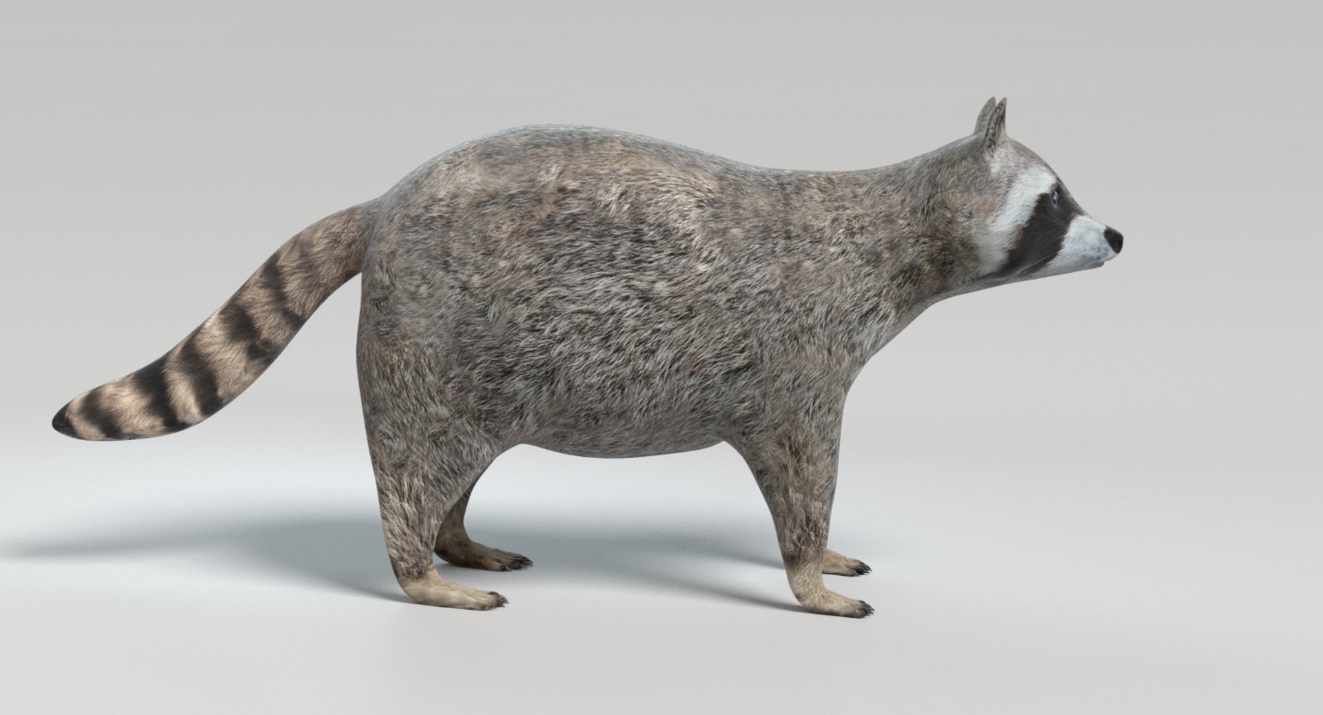3D raccoon animations model https://p.turbosquid.com/ts-thumb/RR/nT09RO/GZXL2BMk/images0005/png/1504050053/1920x1080/fit_q87/57024d93a3eea7b78aff218c7c59b6525de7266a/images0005.jpg