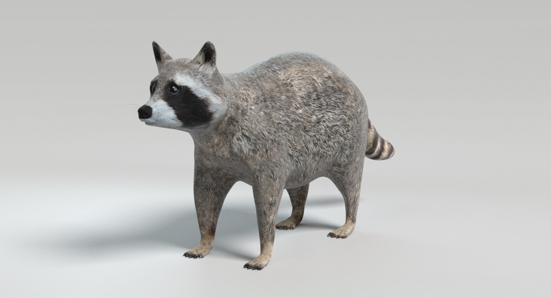 3D raccoon animations model https://p.turbosquid.com/ts-thumb/RR/nT09RO/IU4RLmYw/images0029/png/1504050054/1920x1080/fit_q87/5dade67de76a0ffdb176627224840e6c376ecc83/images0029.jpg