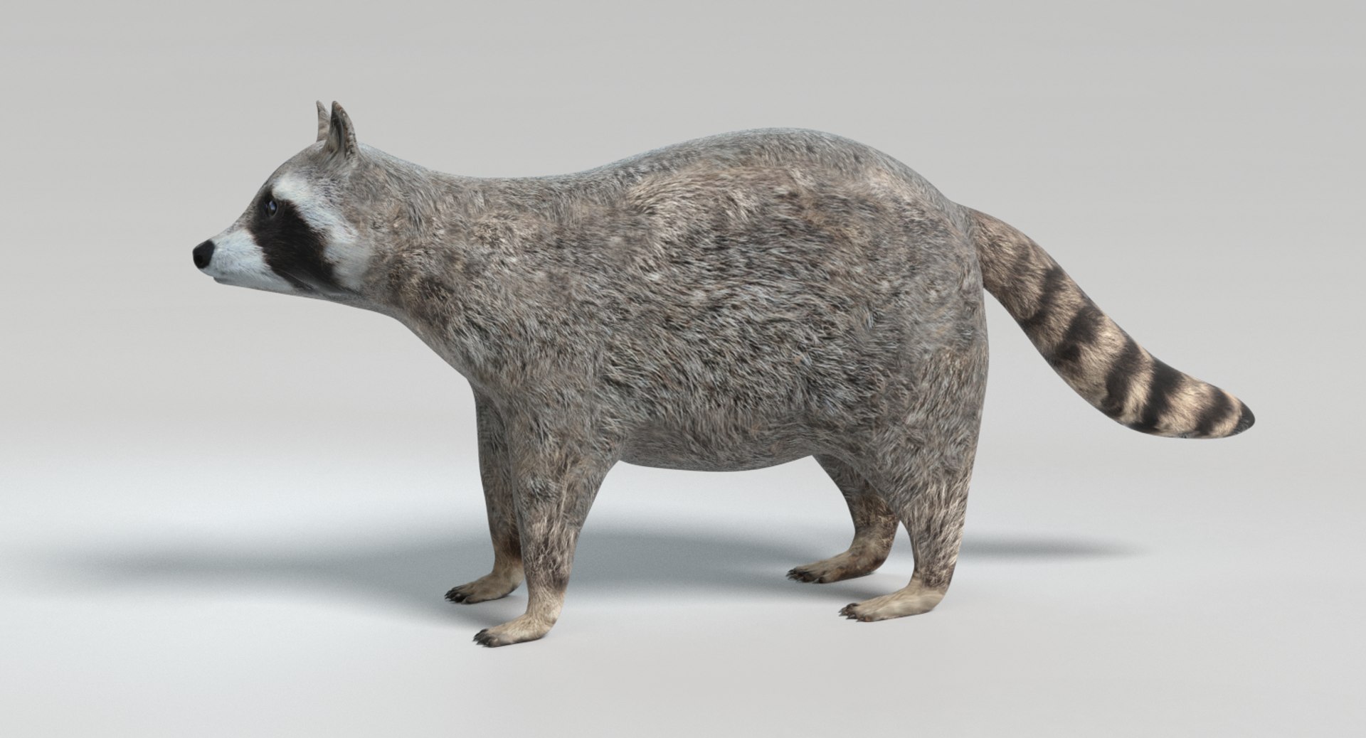 3D raccoon animations model https://p.turbosquid.com/ts-thumb/RR/nT09RO/J4k2Fvky/images0025/png/1504050054/1920x1080/fit_q87/cfee441b32475cfea3c203521e953e896c68eb9c/images0025.jpg