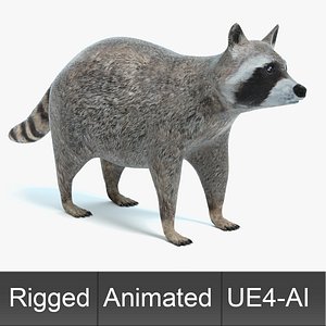 3D raccoon animations model