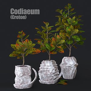 codiaeum plant 3D model