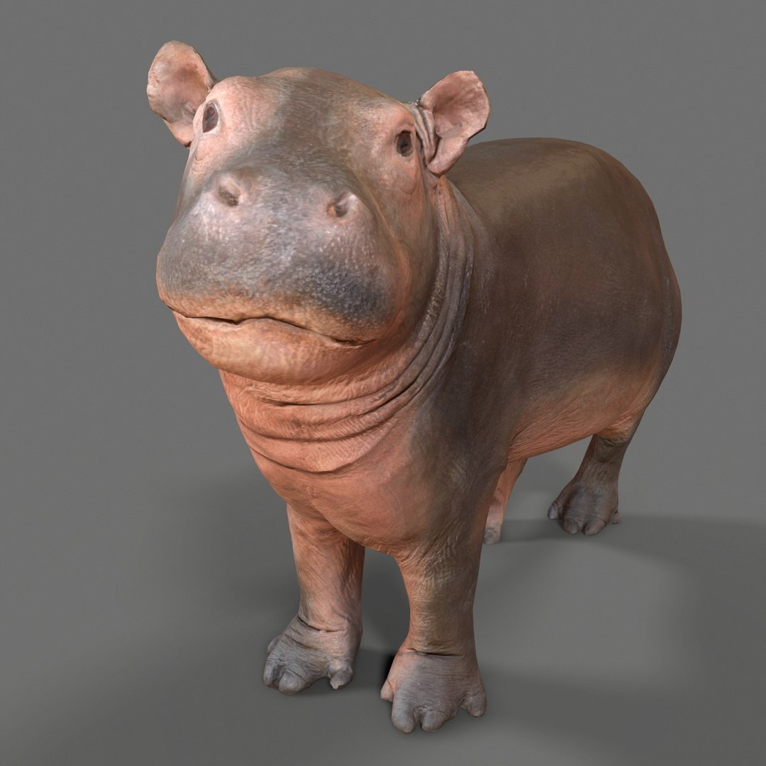 3D animal scanned unity https://p.turbosquid.com/ts-thumb/RR/zmu0MX/9VorT6Gb/babyhipponijlpaardhippopotamusamphibiusbiologyanimal3dmodelphotogrammetryscantaxidermy051/jpg/1498568242/1920x1080/fit_q87/facf625925b16a0d775a9289507312d6e406fa35/babyhipponijlpaardhippopotamusamphibiusbiologyanimal3dmodelphotogrammetryscantaxidermy051.jpg