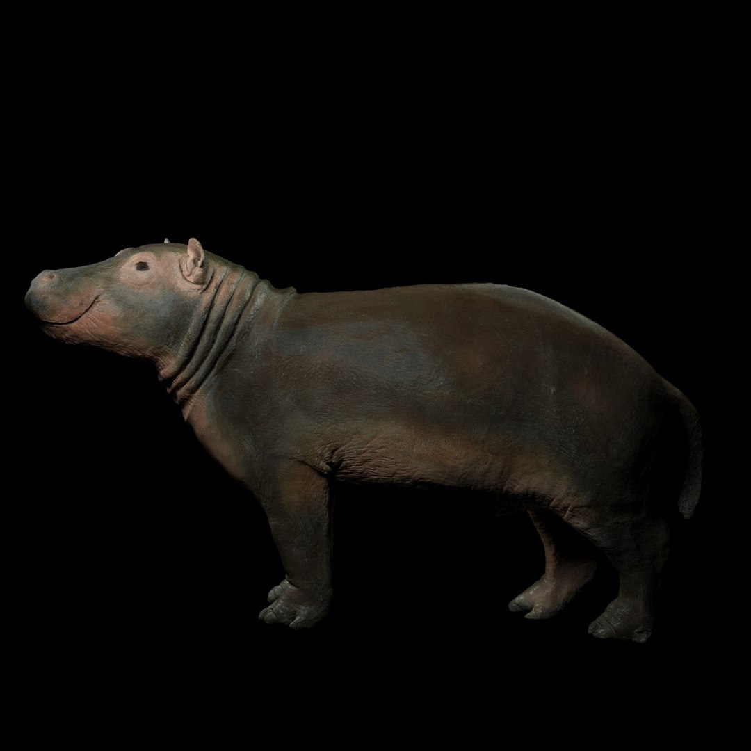 3D animal scanned unity https://p.turbosquid.com/ts-thumb/RR/zmu0MX/C4PtnSHx/babyhipponijlpaardhippopotamusamphibiusbiologyanimal3dmodelphotogrammetryscanscanned027/jpg/1498568242/1920x1080/fit_q87/c185bb39211b1ebf749c49431bc4a53553fe1552/babyhipponijlpaardhippopotamusamphibiusbiologyanimal3dmodelphotogrammetryscanscanned027.jpg