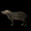 Dziecko Hippo Nijlpaard Hippopotamus Amphibius