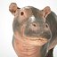 Dziecko Hippo Nijlpaard Hippopotamus Amphibius