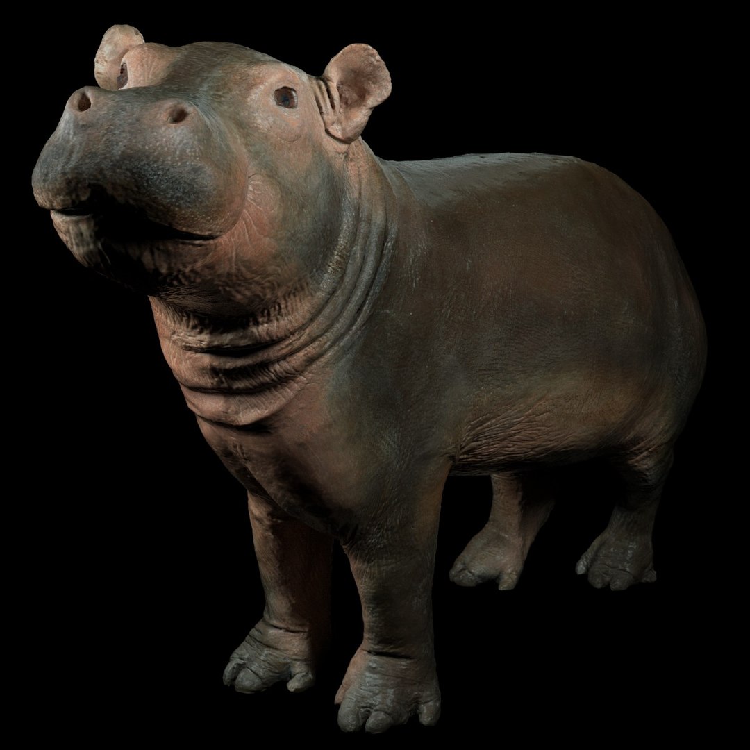3D animal scanned unity https://p.turbosquid.com/ts-thumb/RR/zmu0MX/VtcRTWpx/babyhipponijlpaardhippopotamusamphibiusbiologyanimal3dmodelphotogrammetryscanscanned079/jpg/1498568242/1920x1080/fit_q87/3c06d035d37250a9225ae7f8c2216a9f572c904a/babyhipponijlpaardhippopotamusamphibiusbiologyanimal3dmodelphotogrammetryscanscanned079.jpg