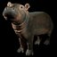 Dziecko Hippo Nijlpaard Hippopotamus Amphibius