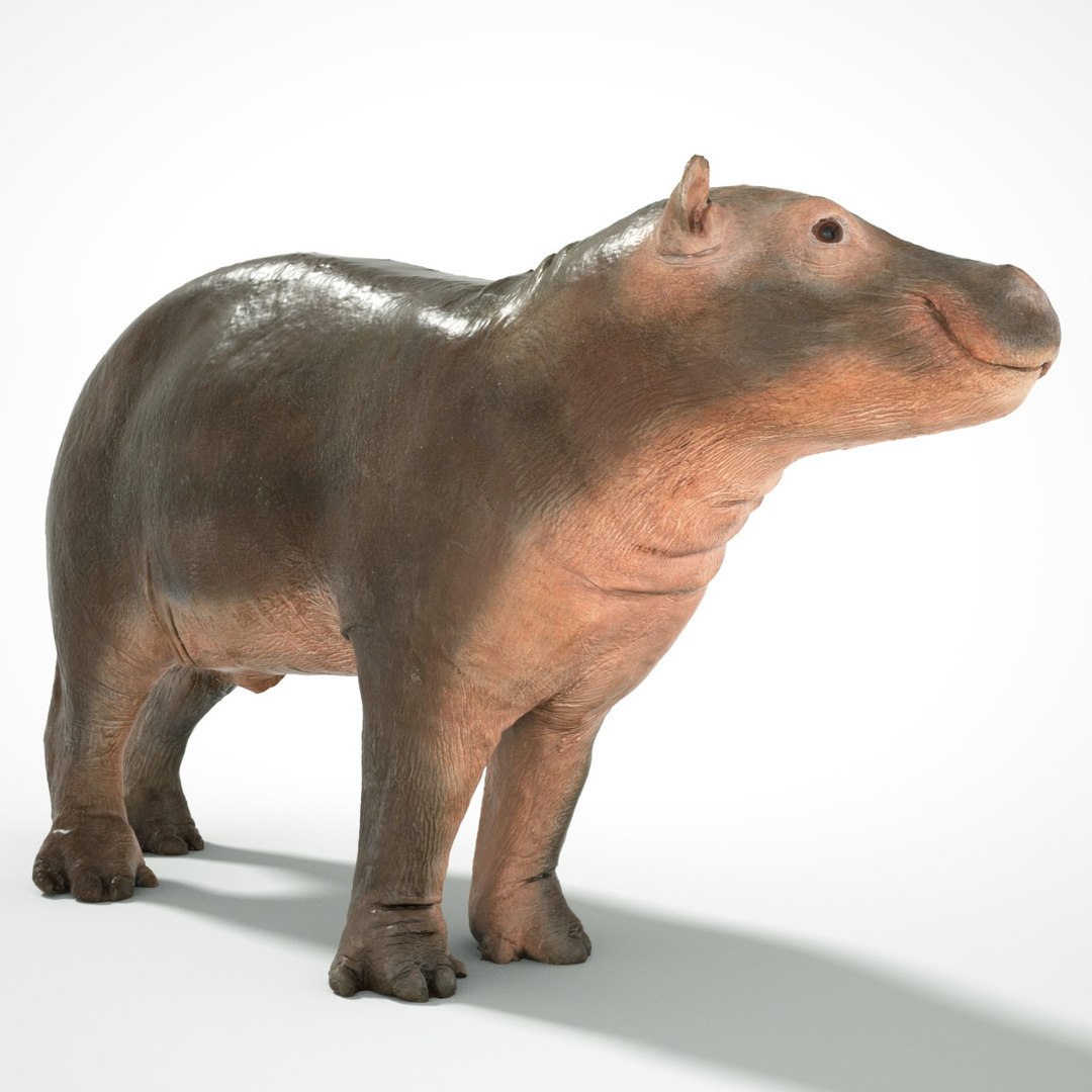 3D animal scanned unity https://p.turbosquid.com/ts-thumb/RR/zmu0MX/ZSa2mSXb/babyhipponijlpaardhippopotamusamphibiusbiologyanimal3dmodelphotogrammetryscantaxidermy197/jpg/1498568242/1920x1080/fit_q87/ec8d602a6c338bd43497b8d41e1315032a82e60f/babyhipponijlpaardhippopotamusamphibiusbiologyanimal3dmodelphotogrammetryscantaxidermy197.jpg