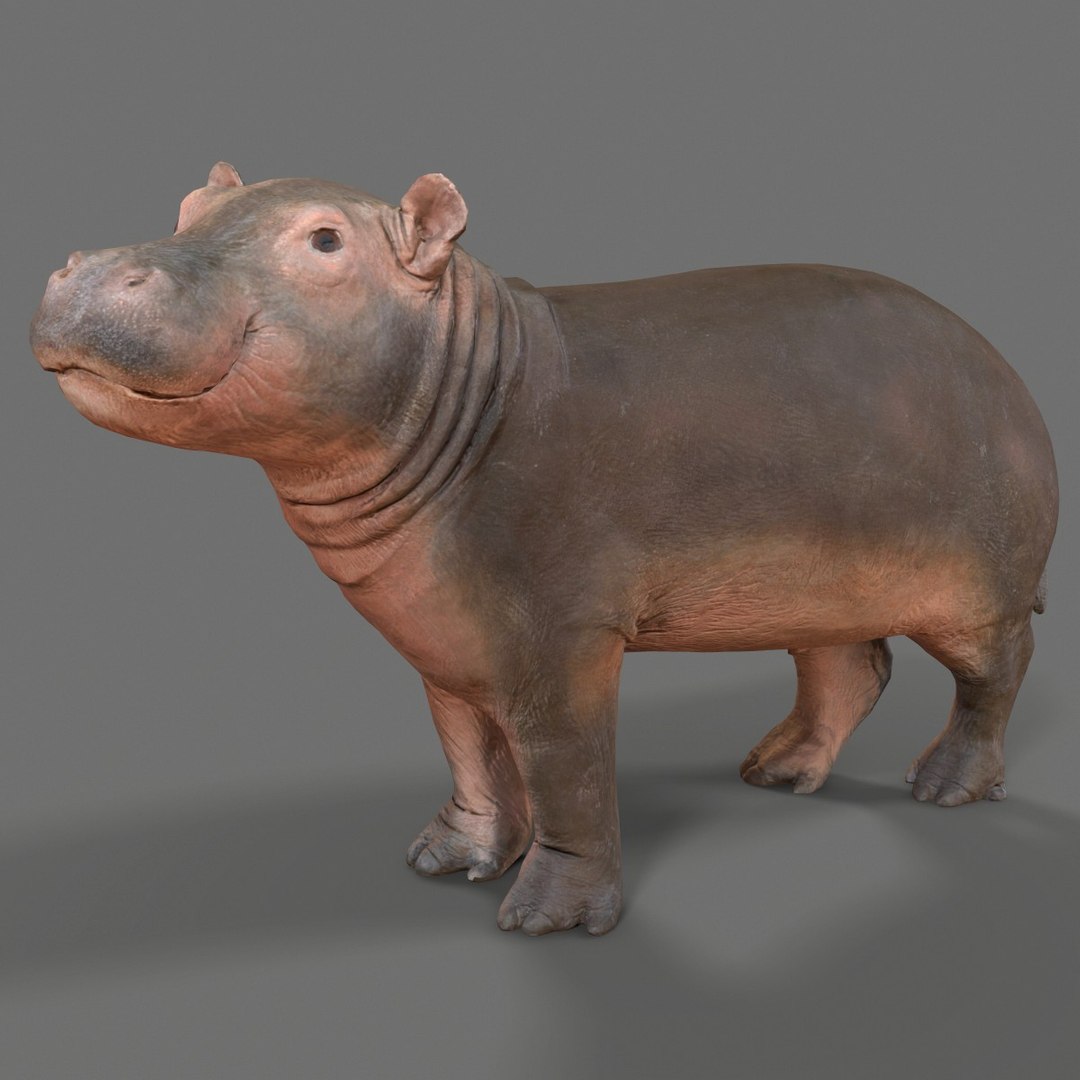 3D animal scanned unity https://p.turbosquid.com/ts-thumb/RR/zmu0MX/jeq6fGP1/babyhipponijlpaardhippopotamusamphibiusbiologyanimal3dmodelphotogrammetryscantaxidermy053/jpg/1498568242/1920x1080/fit_q87/ed566d593bfd04ce090e7fefa05fe7b08e76245c/babyhipponijlpaardhippopotamusamphibiusbiologyanimal3dmodelphotogrammetryscantaxidermy053.jpg