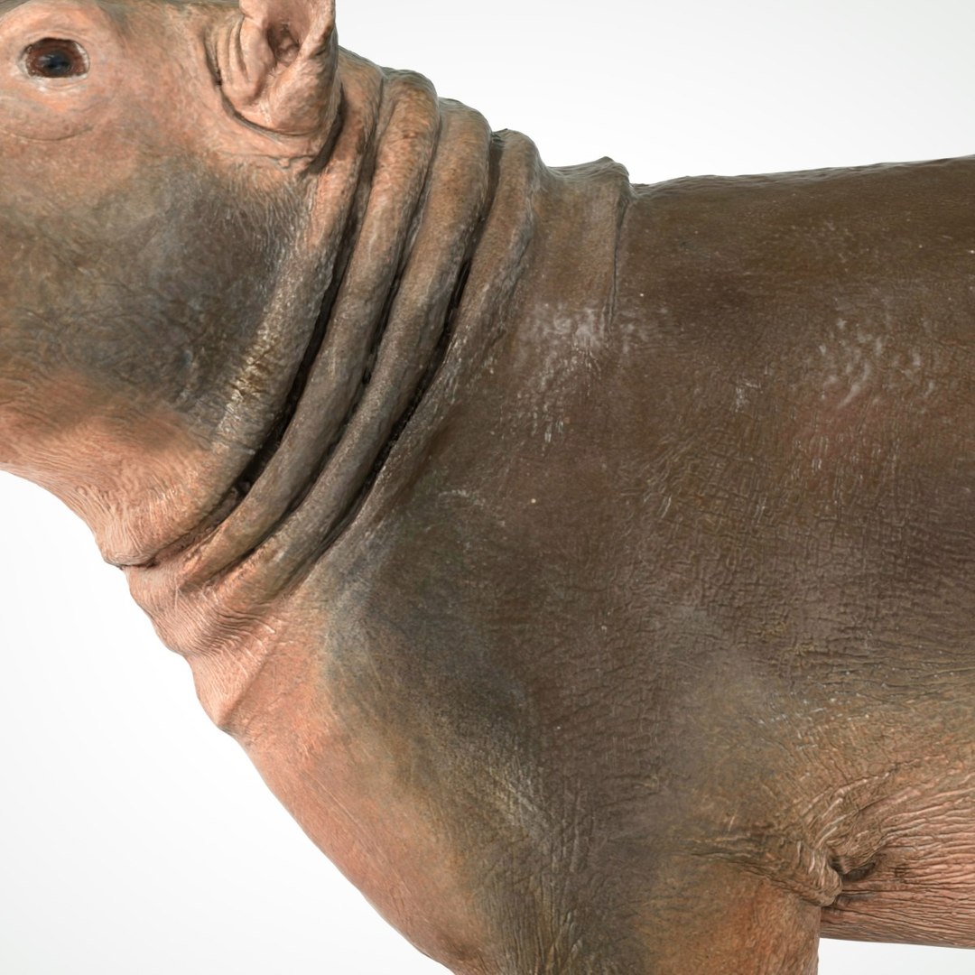 3D animal scanned unity https://p.turbosquid.com/ts-thumb/RR/zmu0MX/xujFTcOp/babyhipponijlpaardhippopotamusamphibiusbiologyanimal3dmodelphotogrammetryscantaxidermy119/jpg/1498568242/1920x1080/fit_q87/316dd5aec59eae6c7a84d99ae48b80b509850f04/babyhipponijlpaardhippopotamusamphibiusbiologyanimal3dmodelphotogrammetryscantaxidermy119.jpg