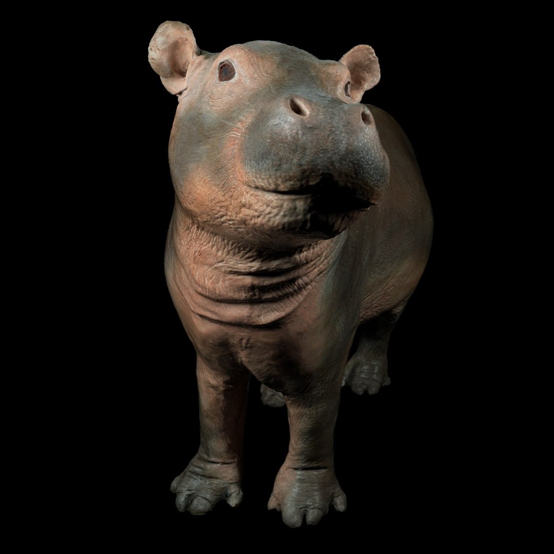 3D animal scanned unity https://p.turbosquid.com/ts-thumb/RR/zmu0MX/z2dkYWu0/babyhipponijlpaardhippopotamusamphibiusbiologyanimal3dmodelphotogrammetryscanscanned053/jpg/1498568242/1920x1080/fit_q87/e8bb566ac20aa3b4464428e36b73d24eeac54d62/babyhipponijlpaardhippopotamusamphibiusbiologyanimal3dmodelphotogrammetryscanscanned053.jpg
