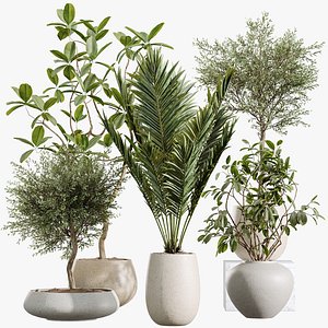 3D AV Indoor Plants Set 451 Olive Elegant and Ficus Dracaena Marginata and Cyara Areca Palm