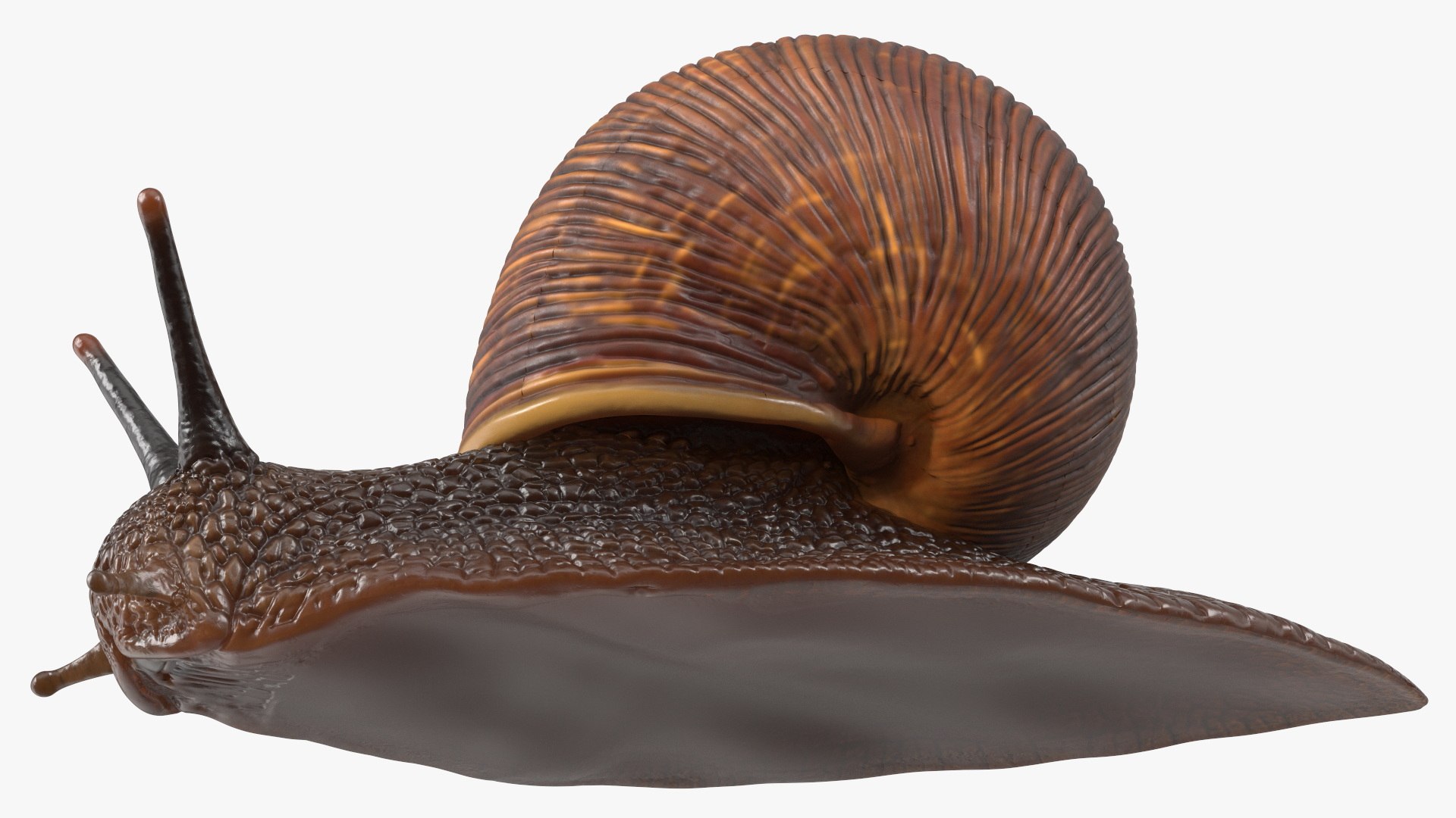 3D Garden Snail Crawls on a Leaf https://p.turbosquid.com/ts-thumb/RS/MZVng0/10/gardensnailcrawlsonaleaf3dsmodel016/jpg/1707031090/1920x1080/fit_q87/627d1be9dffcb1bf81af83960af9ed4310bd5ead/gardensnailcrawlsonaleaf3dsmodel016.jpg