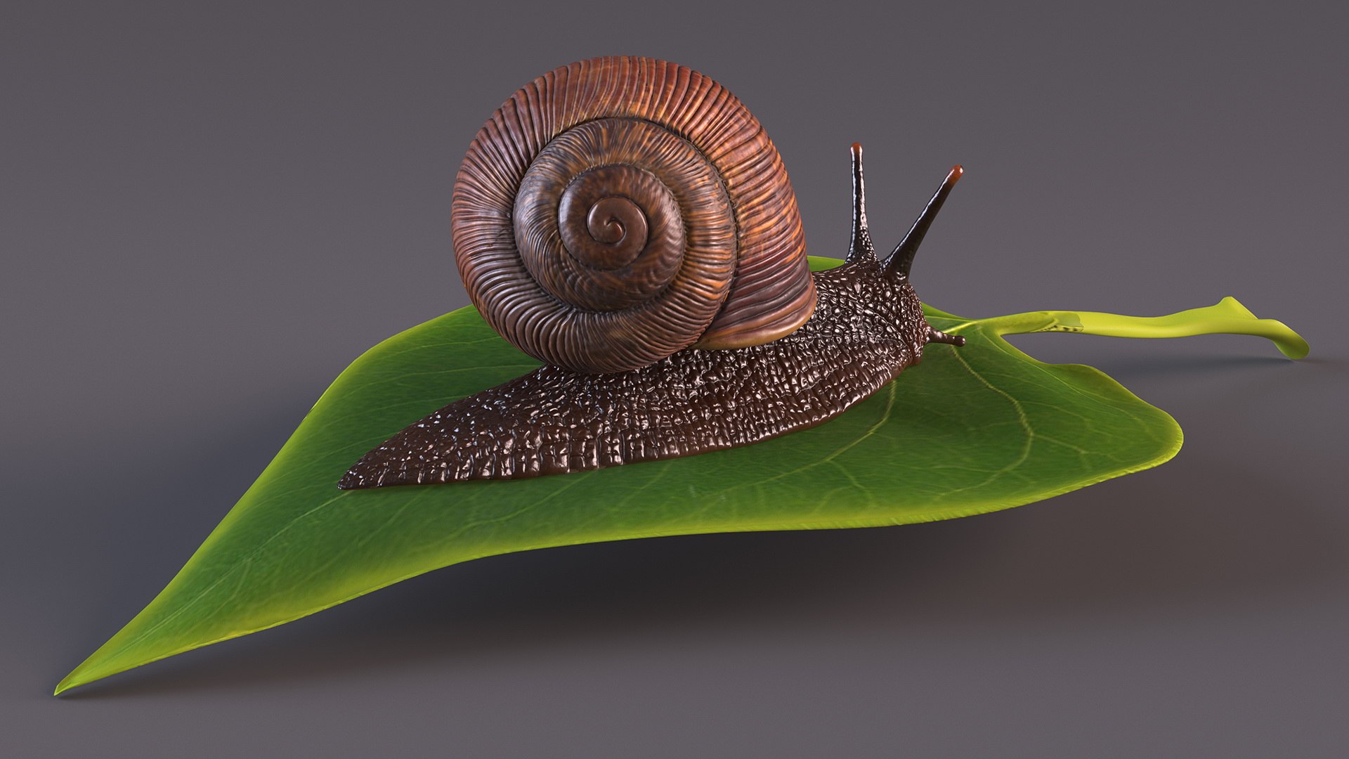 3D Garden Snail Crawls on a Leaf https://p.turbosquid.com/ts-thumb/RS/MZVng0/4z/gardensnailcrawlsonaleaf3dsmodel008/jpg/1707031057/1920x1080/fit_q87/7b73827a43902b906e4b799fe806e14029279c08/gardensnailcrawlsonaleaf3dsmodel008.jpg