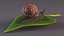 Gartenschnecke kriecht auf einem Blatt