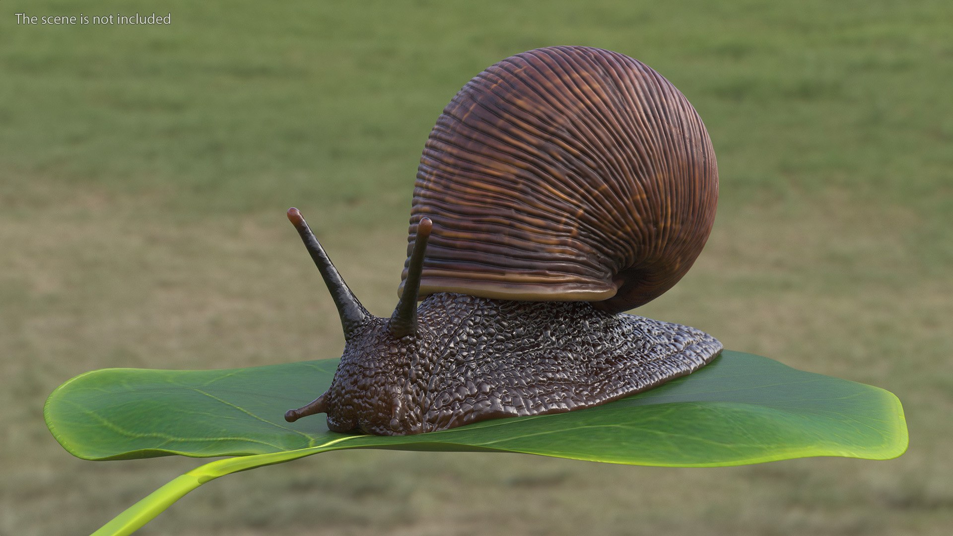 3D Garden Snail Crawls on a Leaf https://p.turbosquid.com/ts-thumb/RS/MZVng0/Cz/gardensnailcrawlsonaleaf3dsmodel003/jpg/1707031036/1920x1080/fit_q87/5eb9fafd3ce524d9d3d271533341786331ba7b37/gardensnailcrawlsonaleaf3dsmodel003.jpg