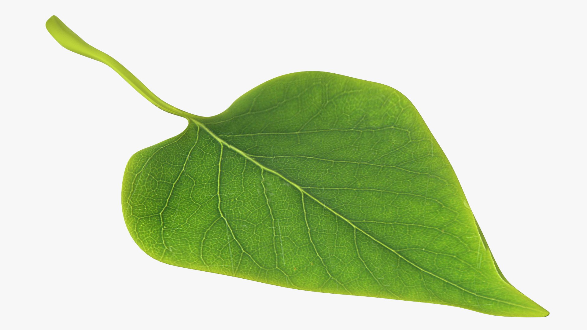3D Garden Snail Crawls on a Leaf https://p.turbosquid.com/ts-thumb/RS/MZVng0/JM/gardensnailcrawlsonaleaf3dsmodel014/jpg/1707031081/1920x1080/fit_q87/cd43ef398c8695ad238870f043b2fa69b323dbf2/gardensnailcrawlsonaleaf3dsmodel014.jpg