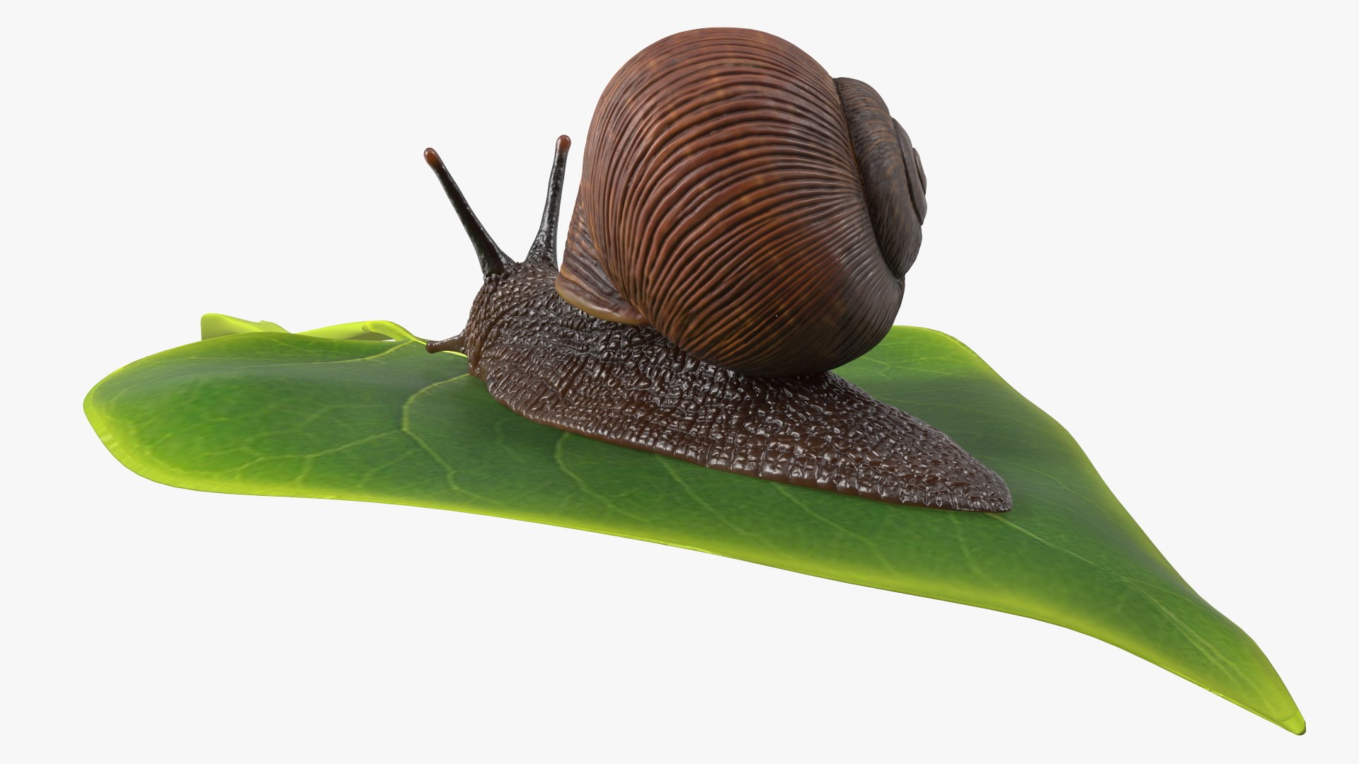 3D Garden Snail Crawls on a Leaf https://p.turbosquid.com/ts-thumb/RS/MZVng0/K4/gardensnailcrawlsonaleaf3dsmodel011/jpg/1707031069/1920x1080/fit_q87/4548e222057a4ca4af383a4869c2bb0ca6324a8f/gardensnailcrawlsonaleaf3dsmodel011.jpg