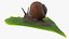 Gartenschnecke kriecht auf einem Blatt