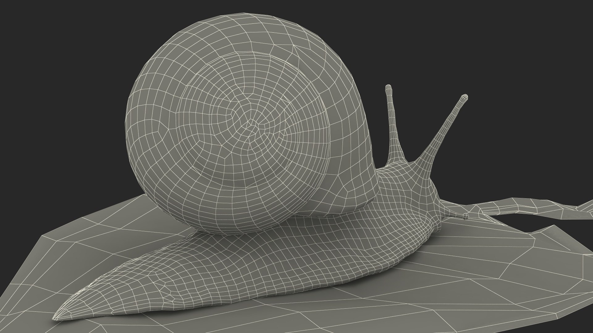 3D Garden Snail Crawls on a Leaf https://p.turbosquid.com/ts-thumb/RS/MZVng0/MQ/gardensnailcrawlsonaleaf3dsmodel025/jpg/1707031126/1920x1080/fit_q87/0a92cb27f557ba448f32c15baa2382c467c4c817/gardensnailcrawlsonaleaf3dsmodel025.jpg