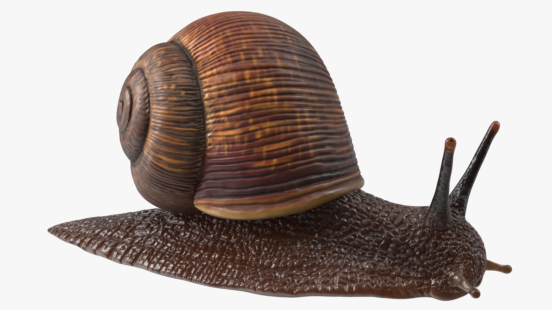3D Garden Snail Crawls on a Leaf https://p.turbosquid.com/ts-thumb/RS/MZVng0/PL/gardensnailcrawlsonaleaf3dsmodel015/jpg/1707031085/1920x1080/fit_q87/5da302e03143e06ae9095e699d84532bc33bc31a/gardensnailcrawlsonaleaf3dsmodel015.jpg