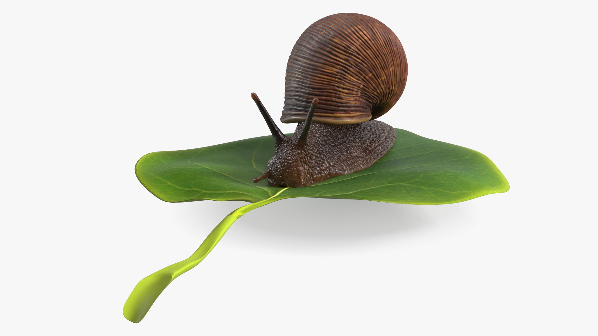 3D Garden Snail Crawls on a Leaf https://p.turbosquid.com/ts-thumb/RS/MZVng0/QW/gardensnailcrawlsonaleaf3dsmodel009/jpg/1707031061/1920x1080/fit_q87/ddfd28659832e9325bb6d59ddf04049283fe9d5d/gardensnailcrawlsonaleaf3dsmodel009.jpg