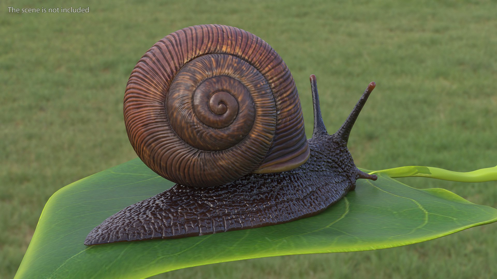3D Garden Snail Crawls on a Leaf https://p.turbosquid.com/ts-thumb/RS/MZVng0/RI/gardensnailcrawlsonaleaf3dsmodel005/jpg/1707031045/1920x1080/fit_q87/71ecbdeabde8cff1c3a9e4ecaa342c7944d3c246/gardensnailcrawlsonaleaf3dsmodel005.jpg