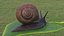 Gartenschnecke kriecht auf einem Blatt