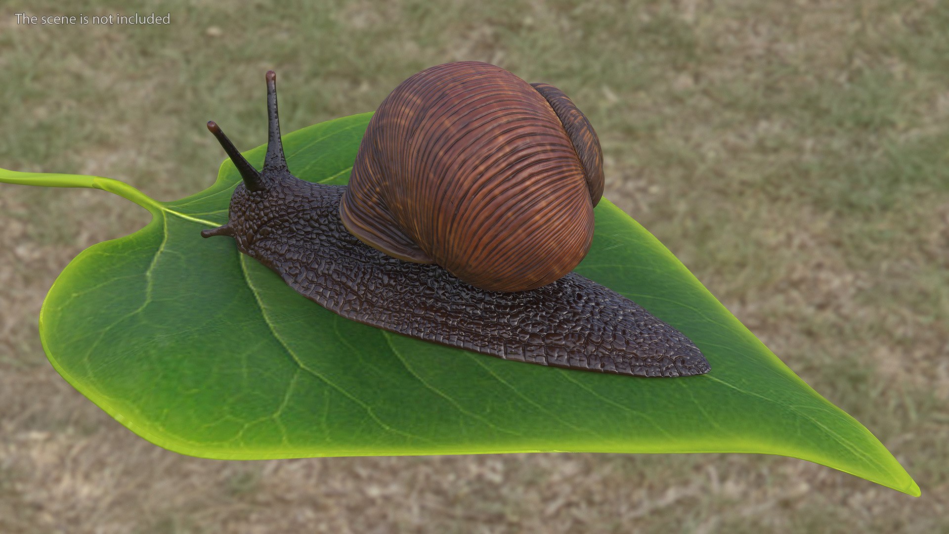 3D Garden Snail Crawls on a Leaf https://p.turbosquid.com/ts-thumb/RS/MZVng0/a2/gardensnailcrawlsonaleaf3dsmodel004/jpg/1707031041/1920x1080/fit_q87/21a39a00ea96b3eddd62c9f9bc0642a79ca5e86f/gardensnailcrawlsonaleaf3dsmodel004.jpg