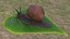 Gartenschnecke kriecht auf einem Blatt