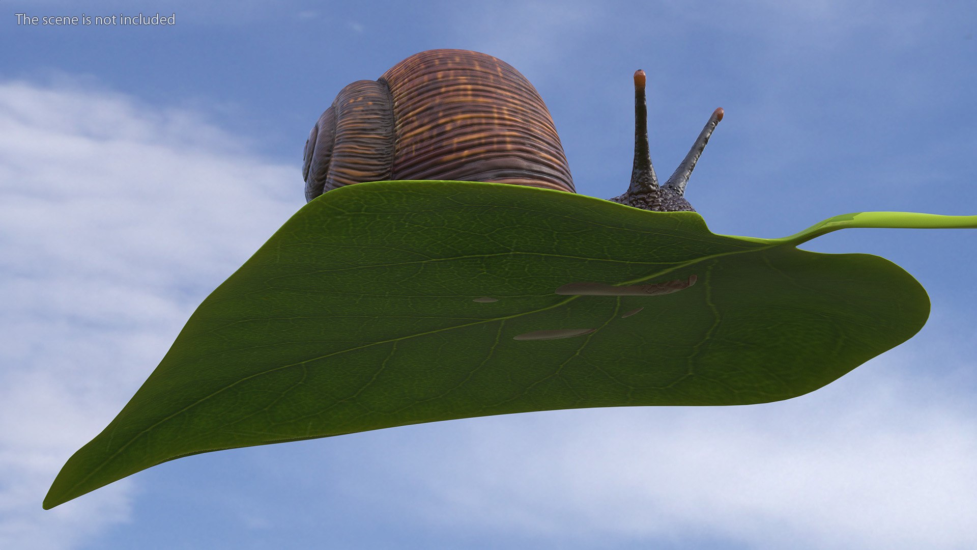 3D Garden Snail Crawls on a Leaf https://p.turbosquid.com/ts-thumb/RS/MZVng0/cY/gardensnailcrawlsonaleaf3dsmodel006/jpg/1707031049/1920x1080/fit_q87/cf65c74b909f2e4c945f67f472692f0f88da7ece/gardensnailcrawlsonaleaf3dsmodel006.jpg