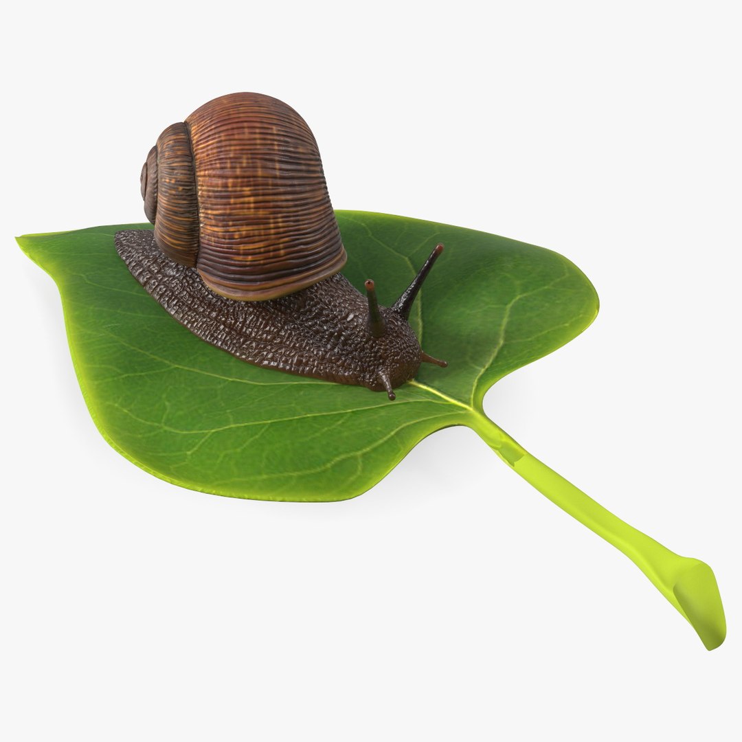 Garden Snail Crawls on a Leaf 3D model preview