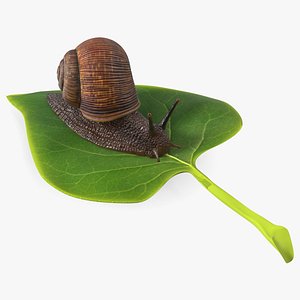3D Garden Snail Crawls on a Leaf