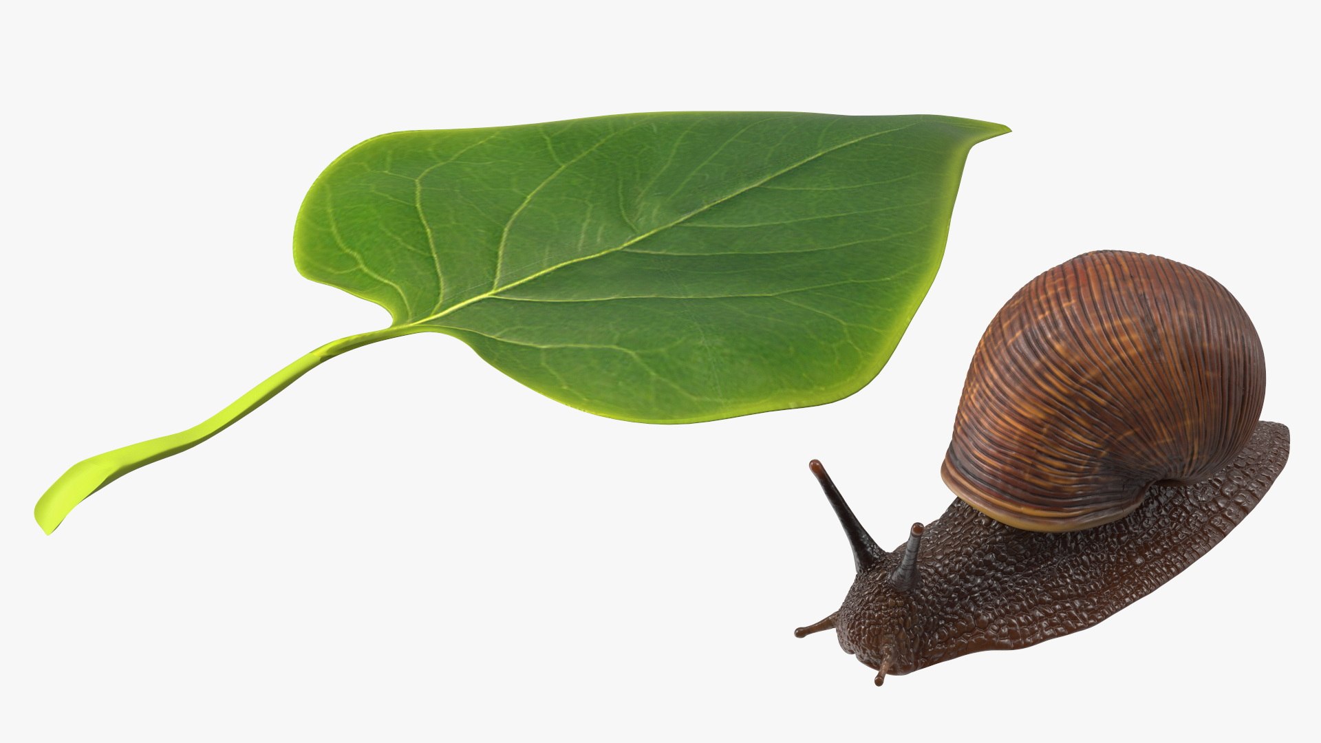 3D Garden Snail Crawls on a Leaf https://p.turbosquid.com/ts-thumb/RS/MZVng0/fL/gardensnailcrawlsonaleaf3dsmodel013/jpg/1707031077/1920x1080/fit_q87/3859c205471f0d57d745d366443cabd81ec98da4/gardensnailcrawlsonaleaf3dsmodel013.jpg