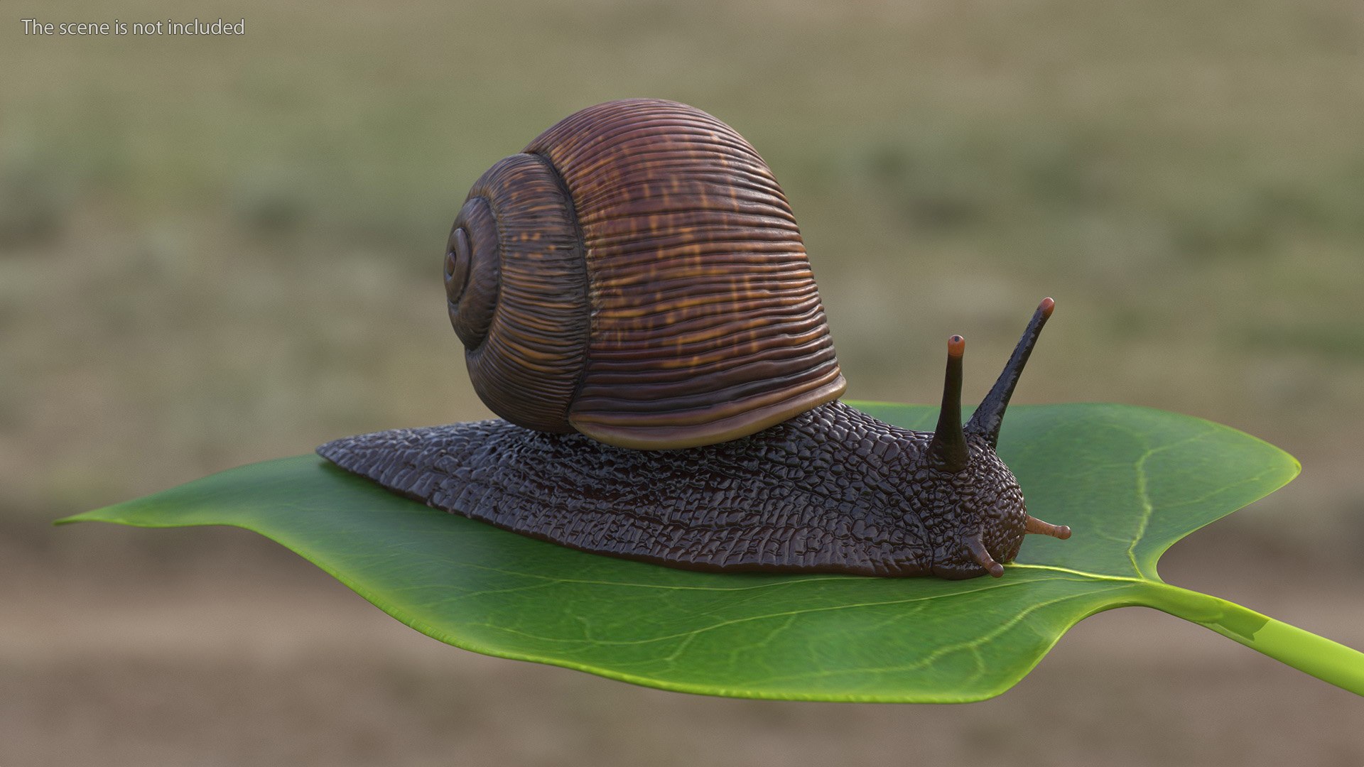 3D Garden Snail Crawls on a Leaf https://p.turbosquid.com/ts-thumb/RS/MZVng0/h4/gardensnailcrawlsonaleaf3dsmodel002/jpg/1707031032/1920x1080/fit_q87/1982c1e609e12bda76fa2e12f00cbf107a562c6f/gardensnailcrawlsonaleaf3dsmodel002.jpg