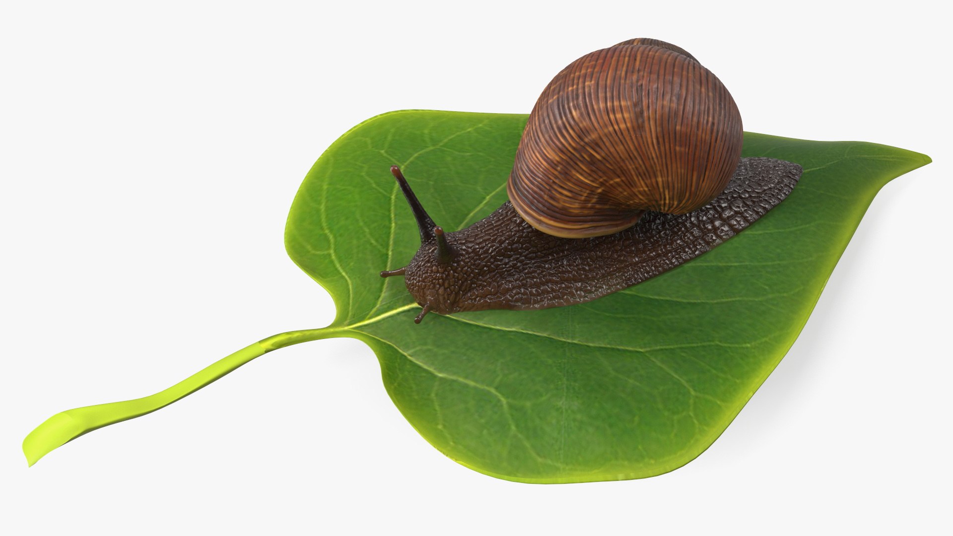 3D Garden Snail Crawls on a Leaf https://p.turbosquid.com/ts-thumb/RS/MZVng0/h4/gardensnailcrawlsonaleaf3dsmodel010/jpg/1707031065/1920x1080/fit_q87/69b8a87c8ef809bfa2c1403af3f5a18a2dc02b99/gardensnailcrawlsonaleaf3dsmodel010.jpg