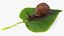 Gartenschnecke kriecht auf einem Blatt