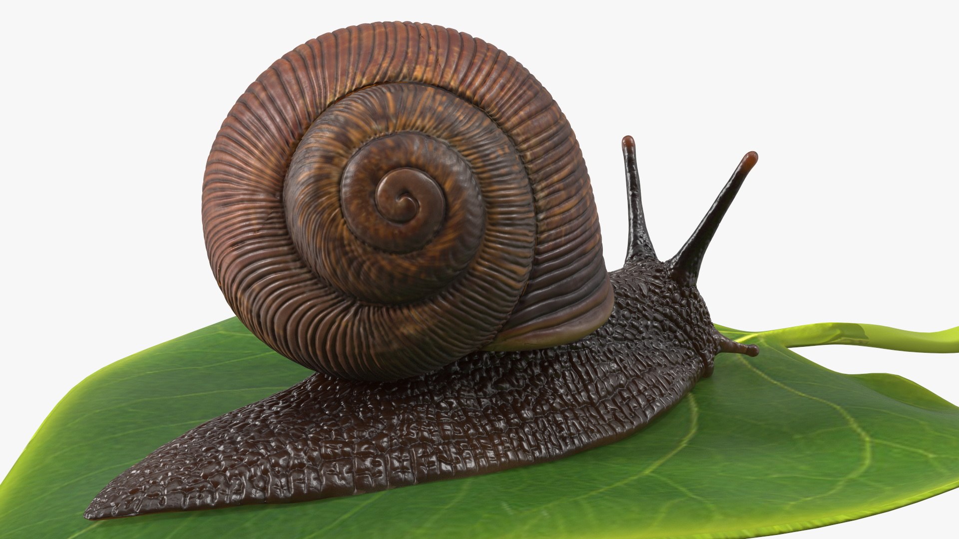 3D Garden Snail Crawls on a Leaf https://p.turbosquid.com/ts-thumb/RS/MZVng0/oZ/gardensnailcrawlsonaleaf3dsmodel012/jpg/1707031073/1920x1080/fit_q87/a4d14578dbfdbbdeb60aab2b0a7e580165ba6967/gardensnailcrawlsonaleaf3dsmodel012.jpg