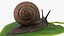 Gartenschnecke kriecht auf einem Blatt