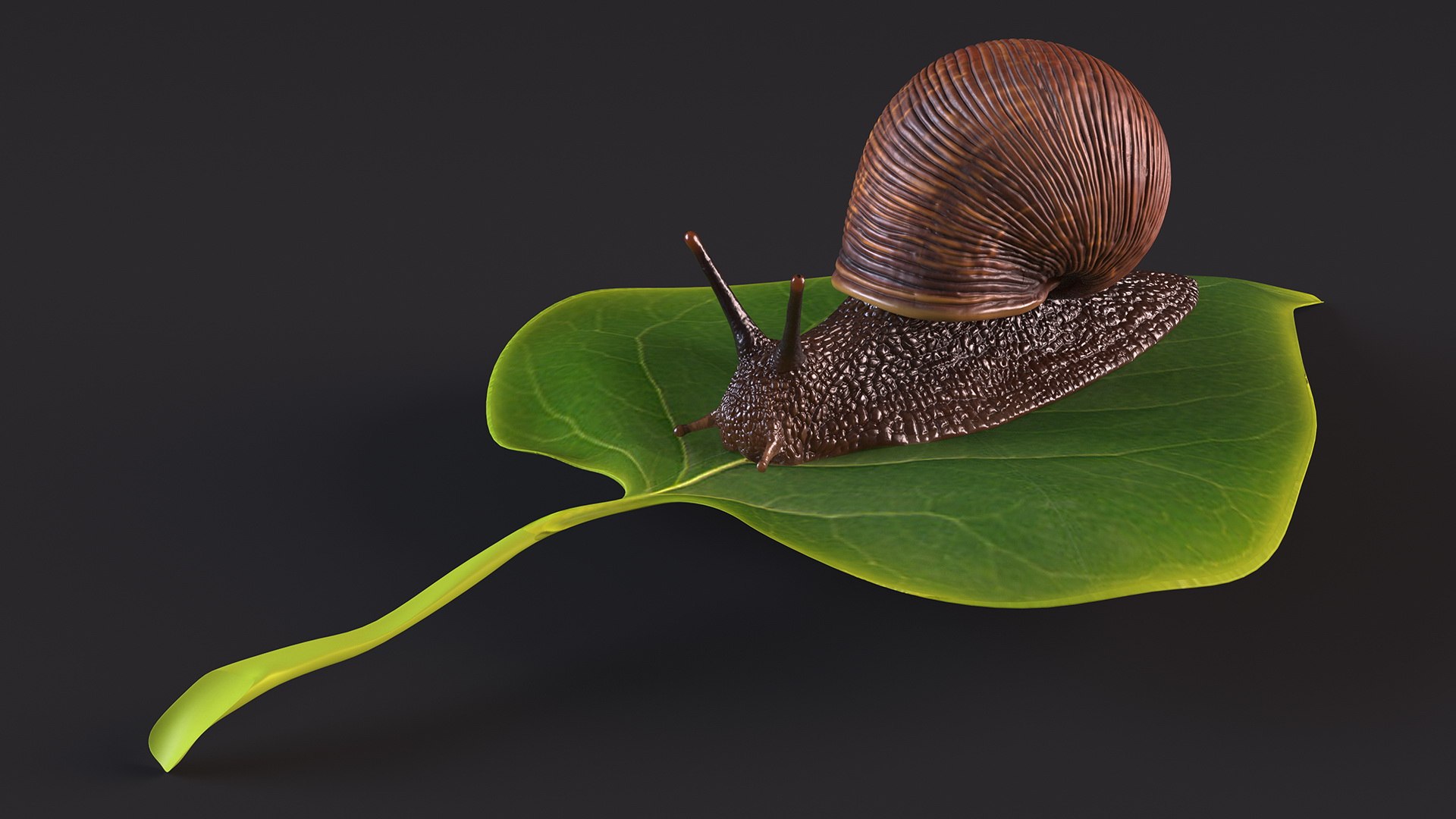 3D Garden Snail Crawls on a Leaf https://p.turbosquid.com/ts-thumb/RS/MZVng0/pU/gardensnailcrawlsonaleaf3dsmodel007/jpg/1707031053/1920x1080/fit_q87/8672d293845a82fe821262414cd50c40602e4e80/gardensnailcrawlsonaleaf3dsmodel007.jpg