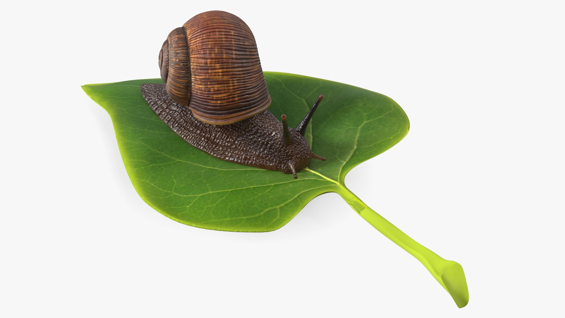 3D Garden Snail Crawls on a Leaf https://p.turbosquid.com/ts-thumb/RS/MZVng0/t5/gardensnailcrawlsonaleaf3dsmodel001/jpg/1707030557/1920x1080/fit_q87/0aa492d674ef3c5974eb034629ba4bf77079a8e7/gardensnailcrawlsonaleaf3dsmodel001.jpg