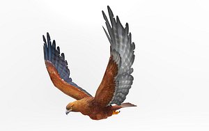 3D Eagle 14 Animations model