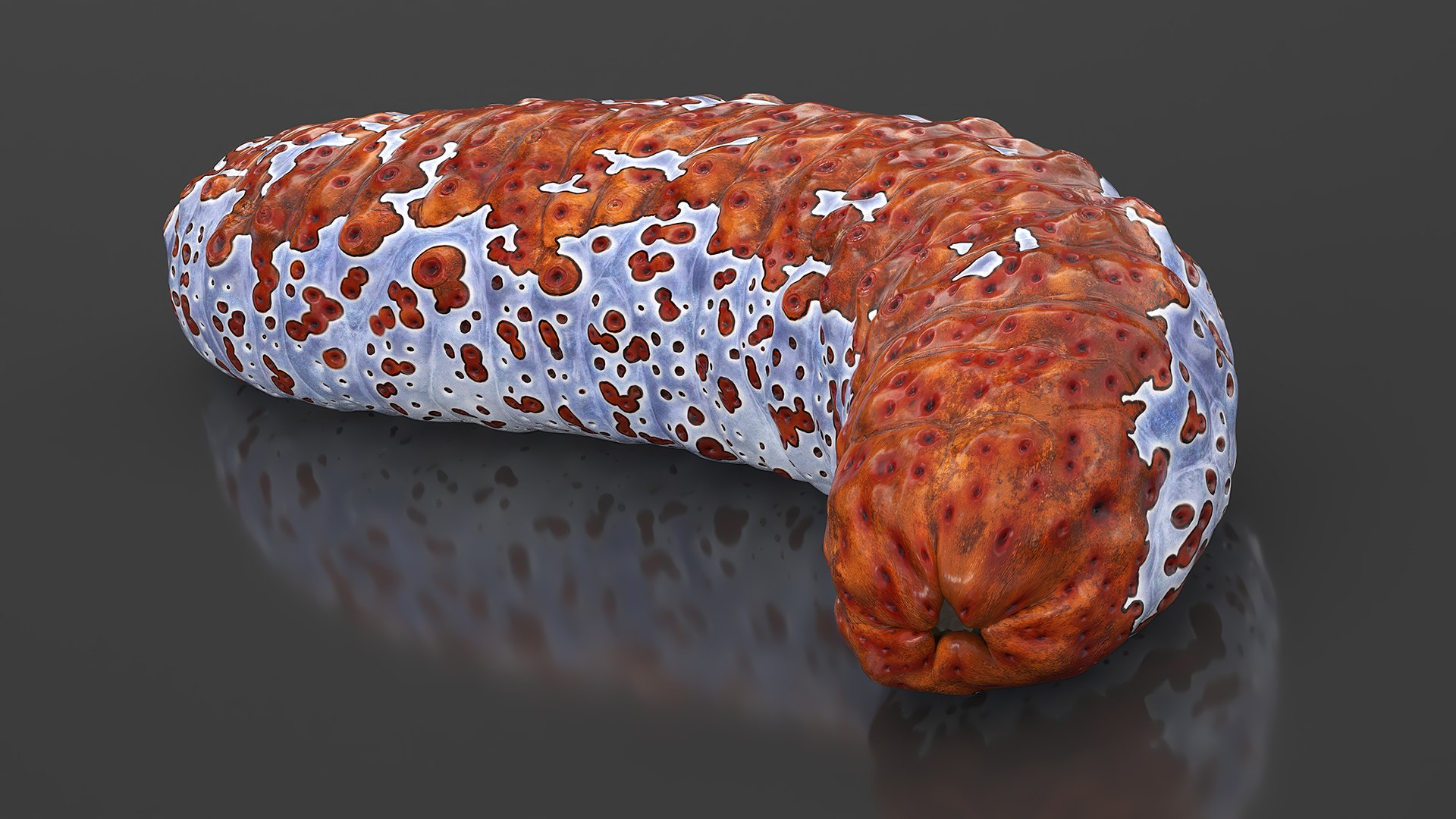 3D Sea Cucumber S Shaped Red model https://p.turbosquid.com/ts-thumb/RS/TsCFLc/Jn/sea_cucumber_s_shaped_red_005/jpg/1730664693/1920x1080/fit_q87/4a5a15377ea31066baae0d4f2ee0b4fe6471c8d2/sea_cucumber_s_shaped_red_005.jpg