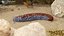 Sea Cucumber S Shaped Red