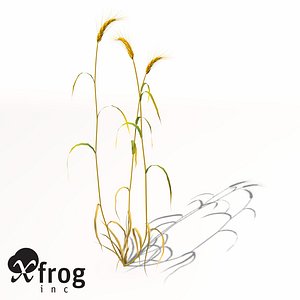 barley hordeum vulgare 3d model