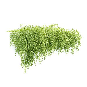 3D Hanging Wall Creeper Plants N22505