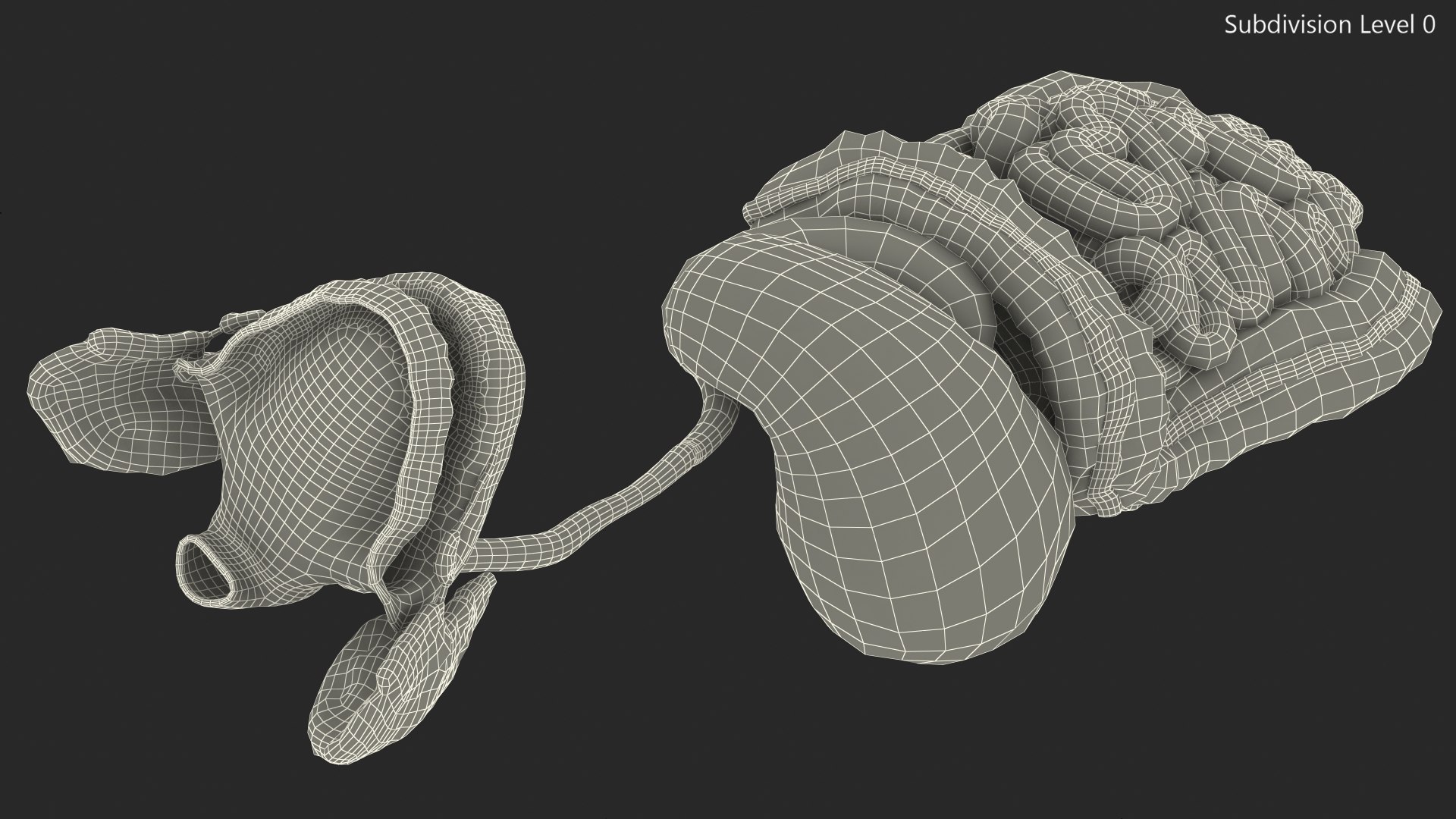 3D Boy Digestive System model https://p.turbosquid.com/ts-thumb/RS/egYx1a/4n/boydigestivesystem3dsmodel021/jpg/1639665747/1920x1080/fit_q87/c1bfafa2fe3ca4681a0b40517ba94eba207dd412/boydigestivesystem3dsmodel021.jpg