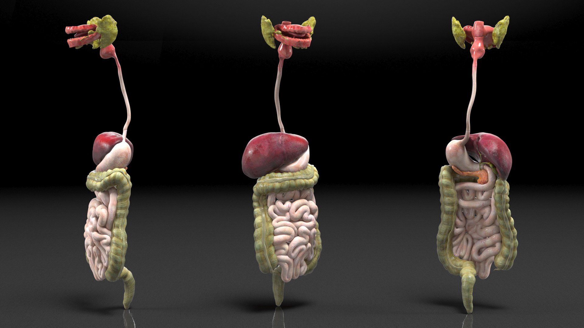 3D Boy Digestive System model https://p.turbosquid.com/ts-thumb/RS/egYx1a/9G/boydigestivesystem3dsmodel019/jpg/1639665741/1920x1080/fit_q87/985d7de8ffb130d8b0045d466083842e330040e4/boydigestivesystem3dsmodel019.jpg