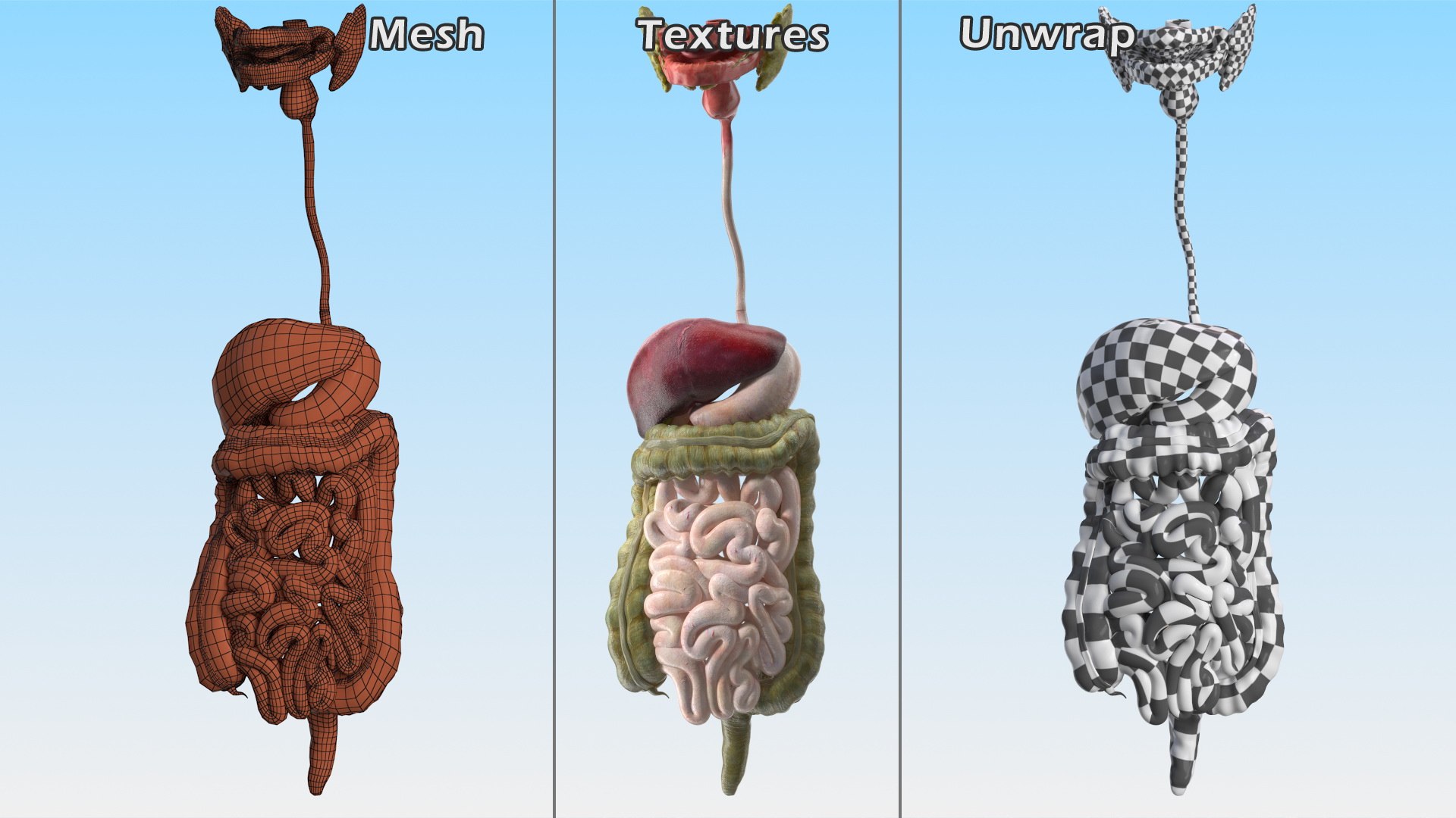 3D Boy Digestive System model https://p.turbosquid.com/ts-thumb/RS/egYx1a/FU/boydigestivesystem3dsmodel020/jpg/1639665744/1920x1080/fit_q87/091f647cd096c587e72e6c9b97cfa9c40f2c6ed7/boydigestivesystem3dsmodel020.jpg