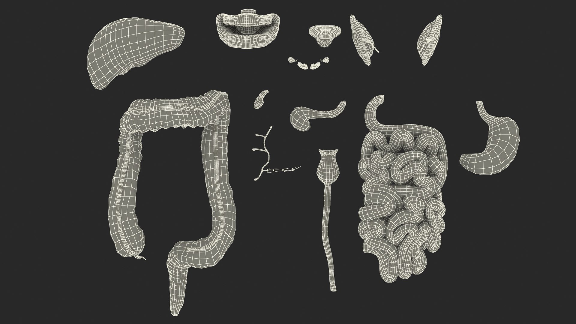 3D Boy Digestive System model https://p.turbosquid.com/ts-thumb/RS/egYx1a/Hz/boydigestivesystem3dsmodel036/jpg/1639665790/1920x1080/fit_q87/d3bc3bb66edd820ed3f3ba5269adffd8b166b622/boydigestivesystem3dsmodel036.jpg